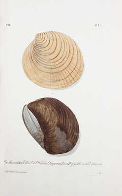 [Коллекция природы и древности земли..., опубликованной Георгом Вольфгангом Кнорцем...]